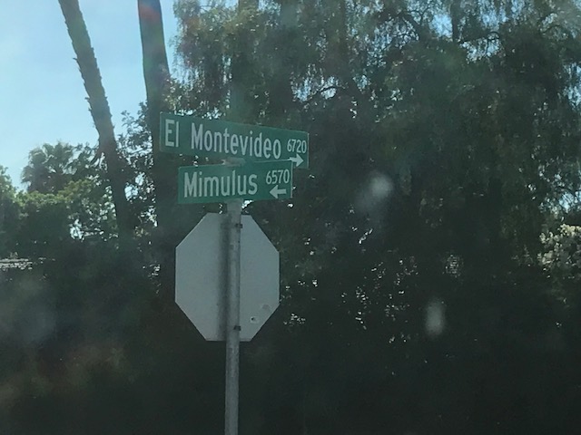 Mimulus street
